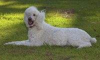 Regular grooming can keep your poodle looking splendid, and her coat mat-free.
