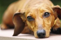 A close-up of a dachsund.