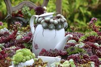 Add whimsy to your garden with hens and chicks planted in a coffee pot.