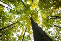 Tree height can be estimated by measuring shadows.