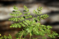 Malunggay are sometimes called moringa or "ben oil trees."