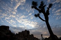 Infertile, sandy soils are the best medium for your seed-grown Joshua tree.