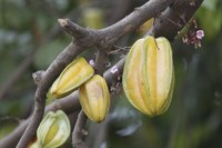 Star fruits growing on branches.