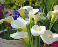 Calla lilies lend a touch of elegance to any landscape.