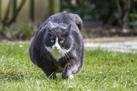 Forty-five percent of cat owners believe their overweight or obese pet is a healthy weight.