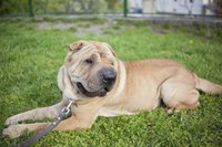 Sharpei dog laying on grass
