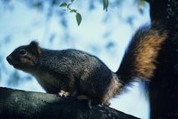 Traveling from branch to attic is an easy commute for a squirrel.