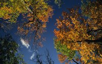 Sugar maples with decay fungi may break in high winds.