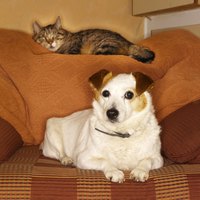 "So you're saying essential oil on our collars will keep bugs away?"