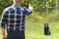 Your dog should stay until you release him.