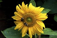 Bees are major pollinators of sunflower florets.