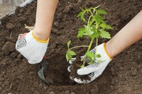 Tomatoes can grow in Colorado with special care and attention to impending weather.