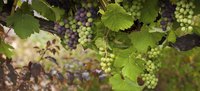 Growing grapes on an arbor helps keep them dry.