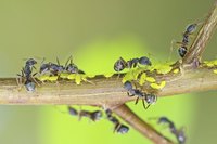 Ants farm aphids by stroking their abdomens to stimulate honeydew release.