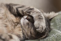 Diarrhea is often a sign that something else is amiss.