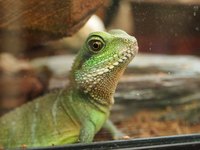 Close-up of gecko looking out of aquarium