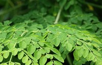 Edible mooring leaves close up
