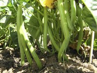 French green beans in the garden