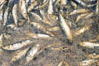Sprats and slightly larger sardines are memorable when grilled or quickly deep-fried.