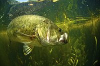Largemouth bass are a target of anglers at many Texas state parks.