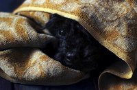 A pooch may hide to escape the effects of a thunderstorm.