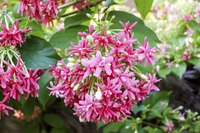 The pink flowers of a rangoon creeper.