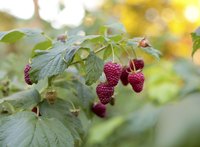 Ripe raspberries hanging from a plant.