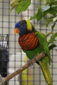 A sleep tent can provide additional comfort during your bird's slumber.