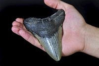 Prehistoric fossilized Megalodon teeth are often found on Florida beaches.