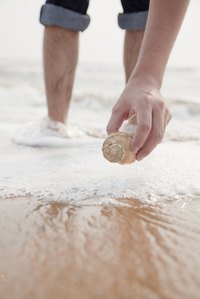 Seashells can be used in craft projects such as candleholders and displays.