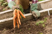 Newspaper mulch works well in annual beds, such as vegetable patches.