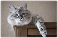 If you want to keep your cat off the furniture, a climbing tower helps.