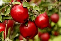 Red delicious apples growing on a tree.
