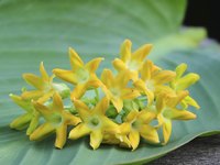 Pakalana flowers are highly fragrant.