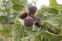 Heavy yields of fig fruits typically ripen all at once.