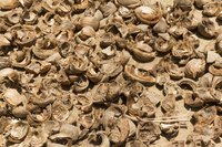 Pile of coconut husks for mulch