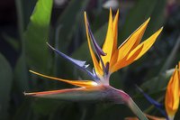 Bird of paradise blooms from late winter through late spring.