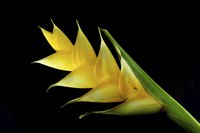 Heliconia flowers are actually modified leaves, called bracts.