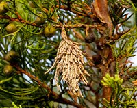 Bagworm cases look like little Christmas ornaments hanging from branches.