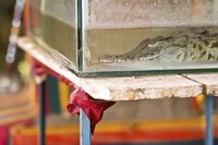 Making a profit on a reptile breeding business requires an understanding of the market.