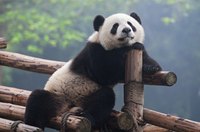 Get that iconic cute, if not cuddly, look of a panda.