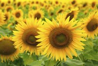 The heads of sunflowers growing in a field.