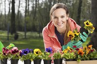 Pansies thrive in cool temperatures between 40 and 60 degrees Fahrenheit .