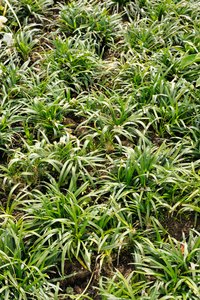 Monkey grass plants