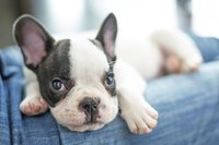 A french bull dog puppy lounging on a lap.
