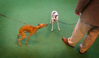 The hormonal effects of neutering reduces interdog aggression.