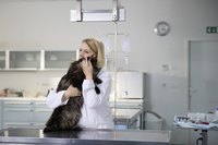 A course of amoxicillin should make this Kitty feel much better.