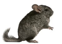 The chinchilla's blue-gray fur is extremely valuable.