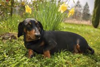 Dachshund laying in a spring garden.