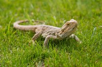 Bearded dragon on grass field.
